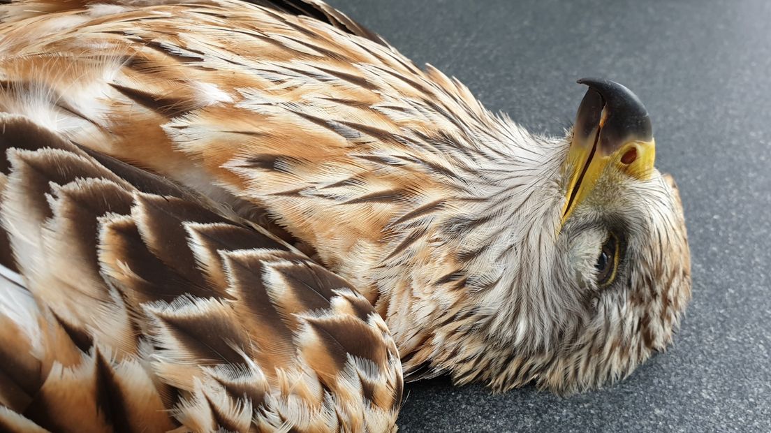 Man uit Hoek vindt zeldzame roofvogel