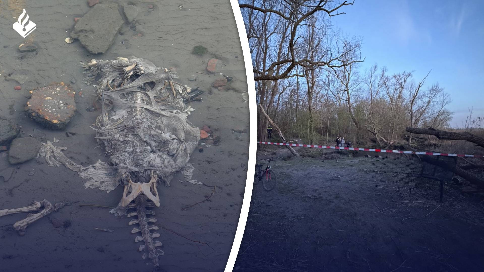 Het skelet was gevonden op een strandje langs de Oude Maas