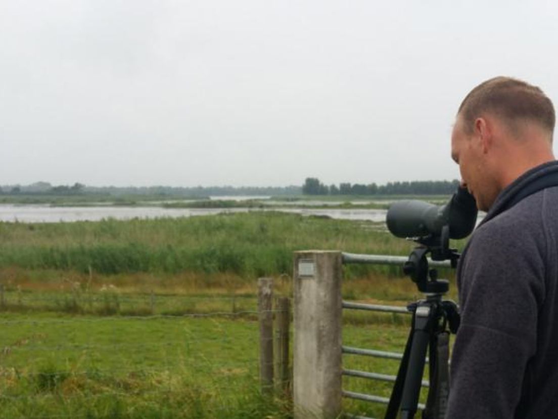 Vogels in de Biesbosch