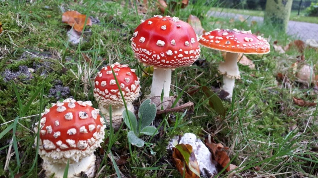 Het seizoen van de paddenstoelen is aangebroken (Rechten: RTV Drenthe / Greetje Schouten)