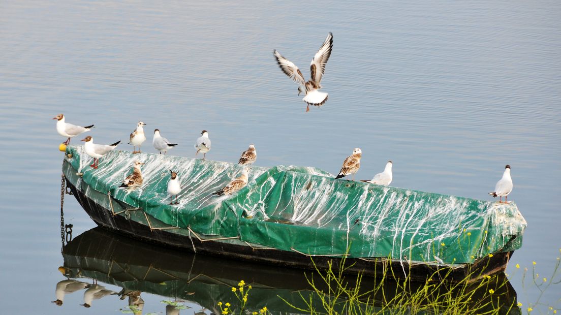 De liefde voor de schoonheid van de Ooijpolder bij Nijmegen kent geen grenzen. Gepensioneerd politieagent en fotograaf Henk Baron uit Ooij is vanmorgen in Beek getrakteerd op een boek met daarin zijn eigen foto's van de Ooijpolder. Gemaakt door Anita Baarns uit de Verenigde Staten.