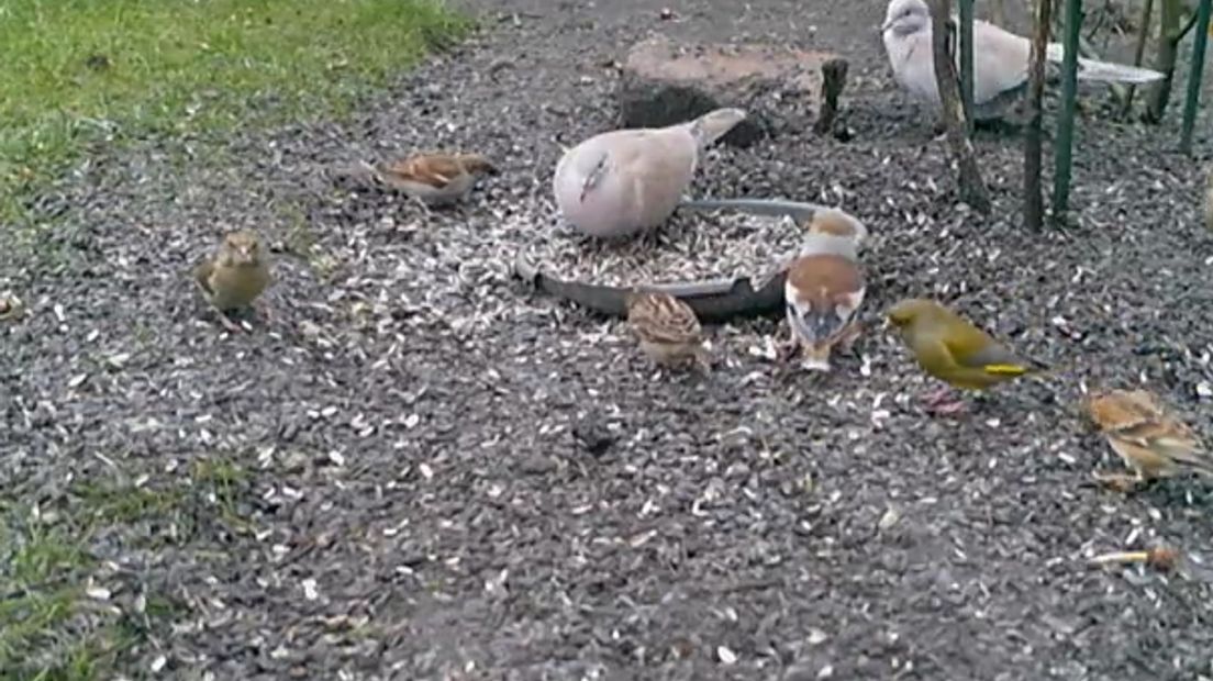 Er verzamelen zich allerlei soorten vogels in de tuin van Tonnie Sterken (Rechten: Tonnie Sterken)