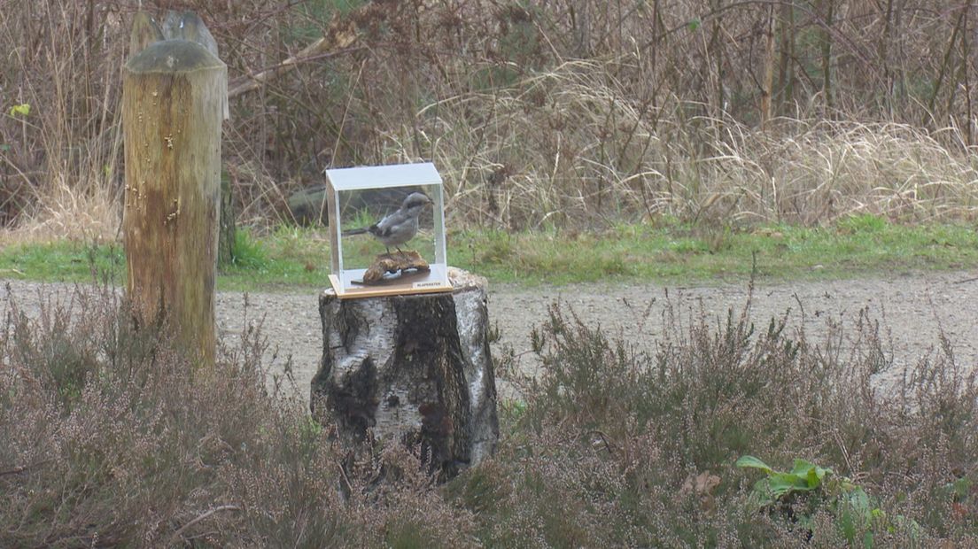 Een opgezette vogel voor het buitencentrum bij de Sallandse Heuvelrug