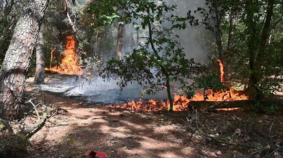 Getuigenoproep na meerdere branden in het bos bij Wijchen