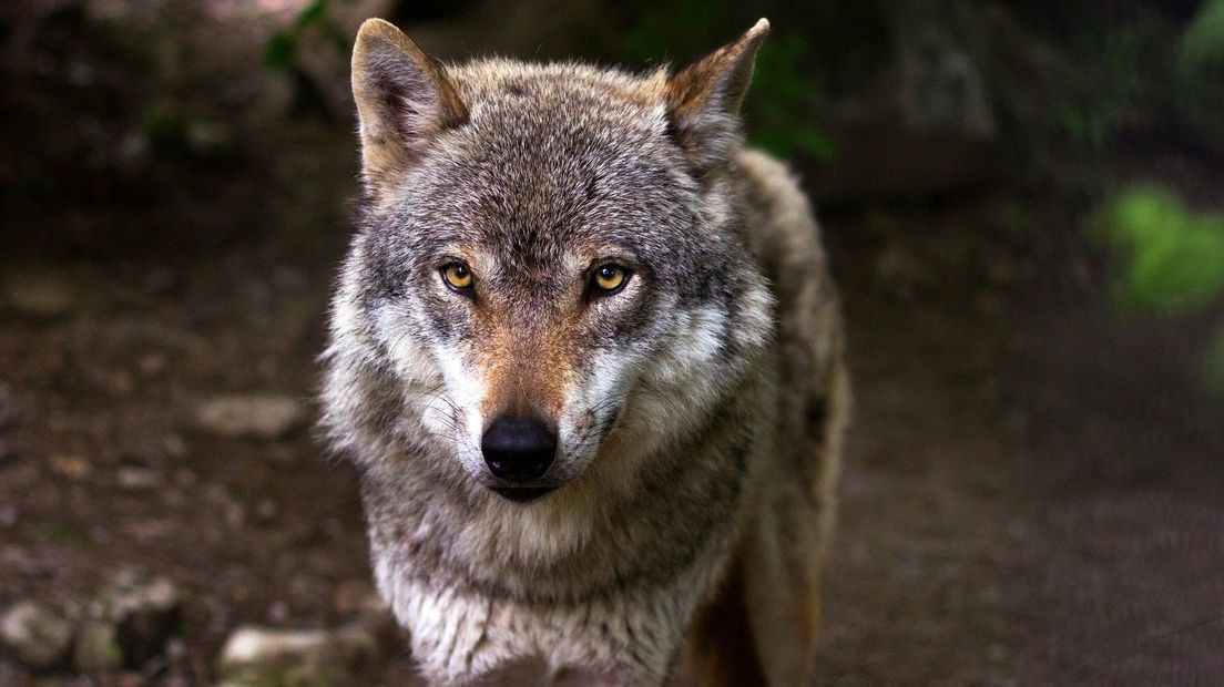 Wolf van Pixabay