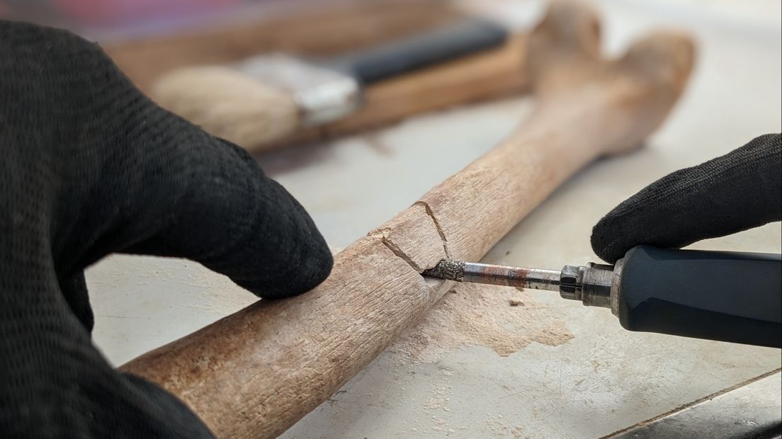 Het botmateriaal van het Malieveld wordt onderzocht