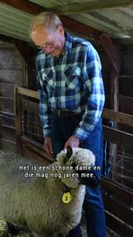 Mooiste schaap van het land