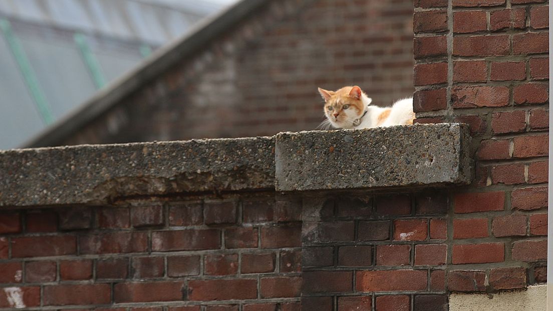 De poes in het nauw 