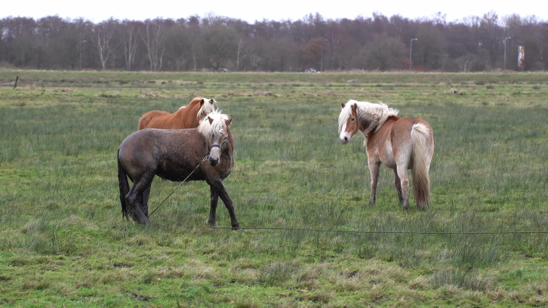 Paard In De Sloot Bij De Drents-Groningse Provinciegrens - RTV Drenthe