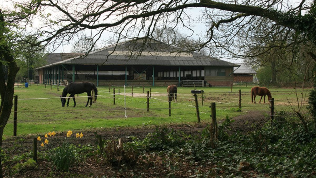 Dodelijke schimmelziekte treft paarden