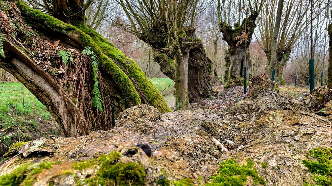 Wilde eenden gingen er ‘de pijp uit’ en de kooiker werkte vooral ‘achter de schermen’. Eendenkooien leverden vanaf de Middeleeuwen niet alleen vlees, het was ook een kweekvijver voor spreekwoorden. De eendenkooi in Batenburg is een van de weinige eendenkooien in ons land die nog in originele staat verkeert.