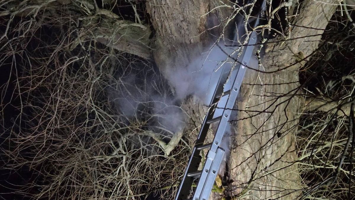 Kan monumentale boom nog worden gered na brand?