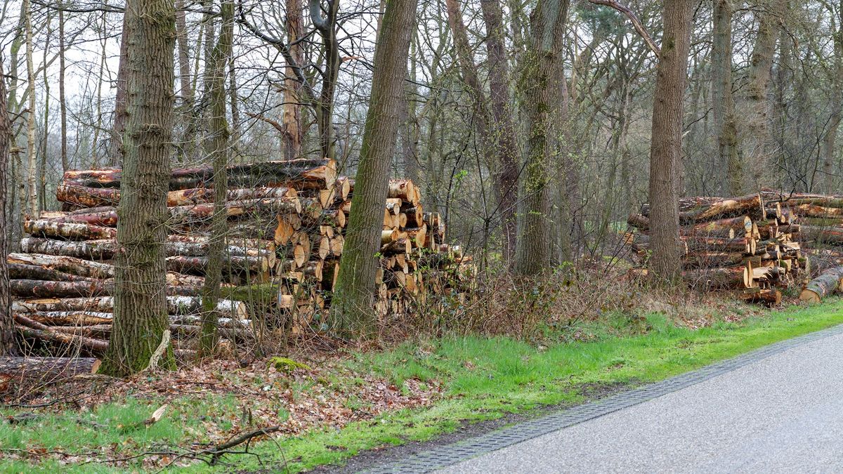 Bewoners Springendal in Hezingen starten petitie uit onvrede over Natura 2000-onrust