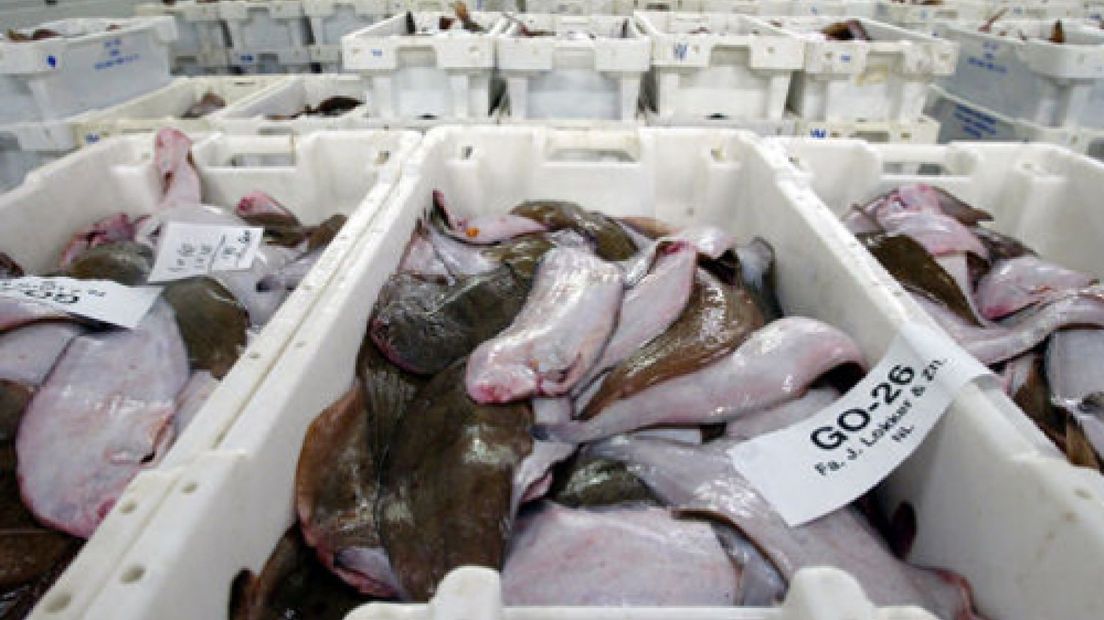 Onderzoek: vis niet op grote vis