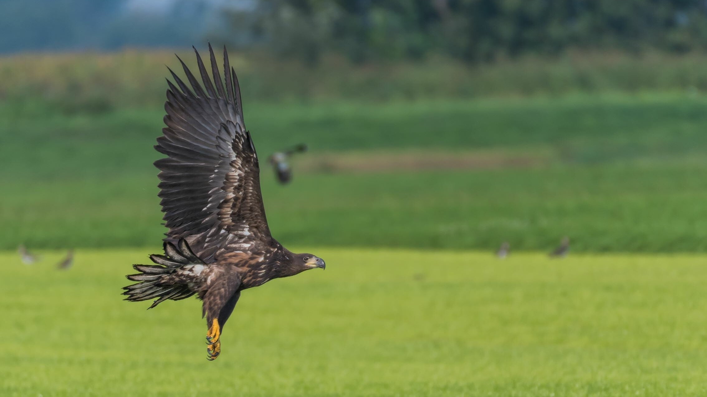 Zeearend vangt gans in Fochteloërveen: "Spektakel dat ik nog nooit heb gezien"