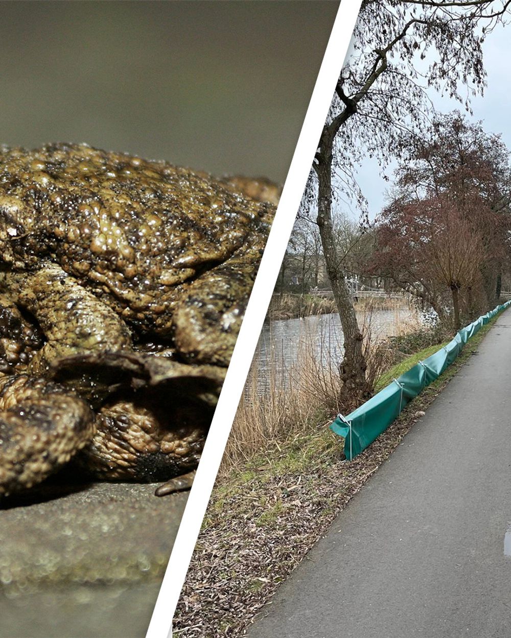Groene schermen in Utrecht beschermen padden tegen fietsers - RTV Utrecht