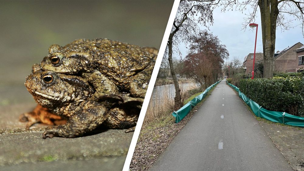 Groene schermen in Utrecht beschermen padden tegen fietsers - RTV Utrecht