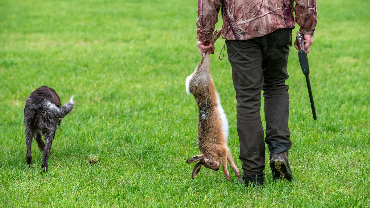 Animal Rights wil alsnog straf voor doodgeslagen haas tijdens jacht afdwingen