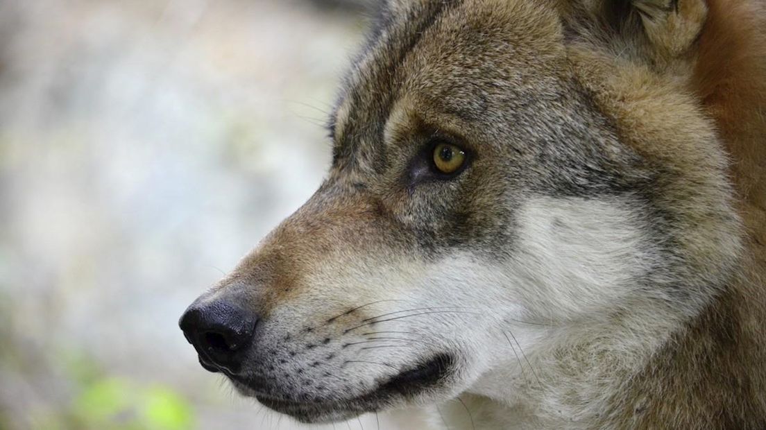 LTO wil dat de wolf zijn beschermde status kwijtraakt