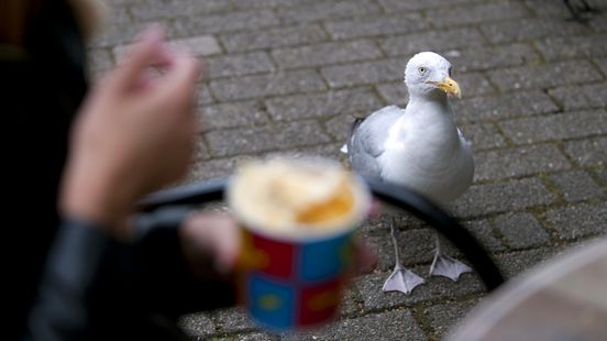 Natuurvraag: Waarom komen meeuwen altijd op mijn patatje af? Home