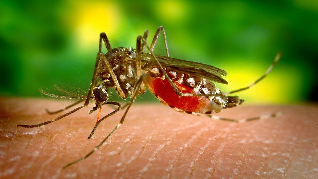 De muggen komen al weer tevoorschijn (Rechten: Pixabay.com)