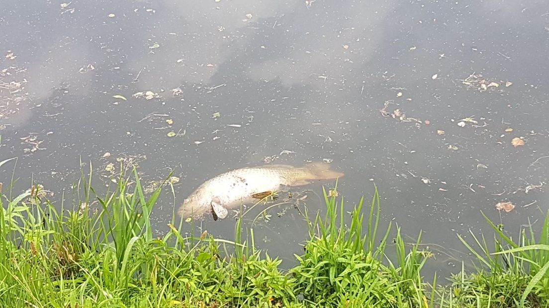 Dode vissen in Hengelo