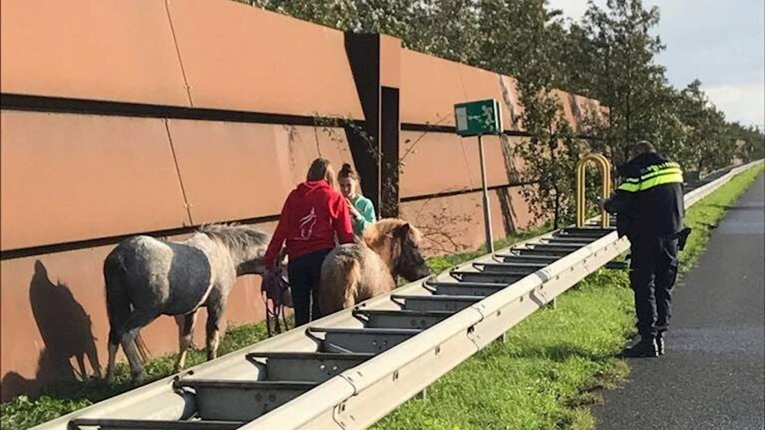 Heldhaftig optreden van Calijn en Sanne uit Enschede redden pony's langs snelweg A2