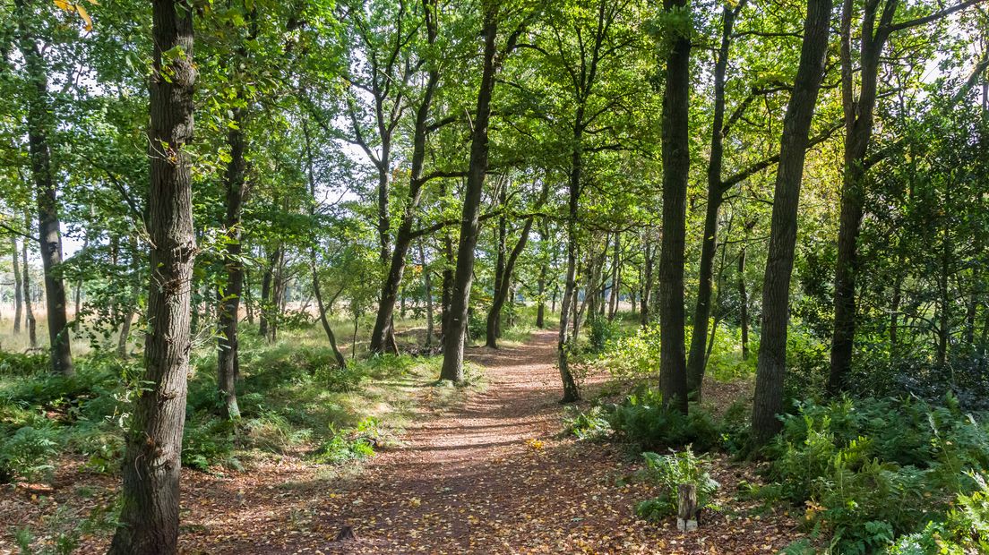Wens en realiteit liggen ver uit elkaar als het gaat om bos in Overijssel.