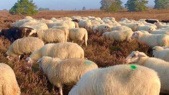 Wens komt uit voor herders van de Elspeetse kudde