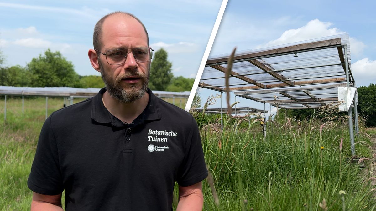 Weiland als proeflab: Universiteit Utrecht onderzoekt effect van droogte en biodiversiteit