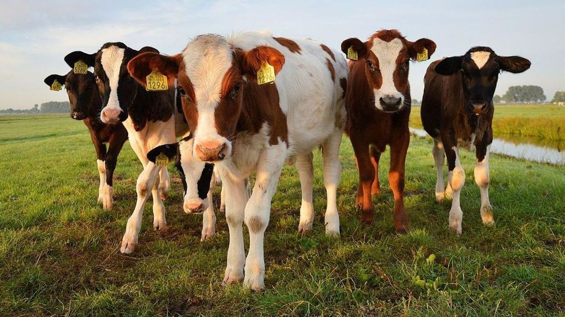 De Gelderse veestapel is aanzienlijk, vooral in de Gelderse Vallei