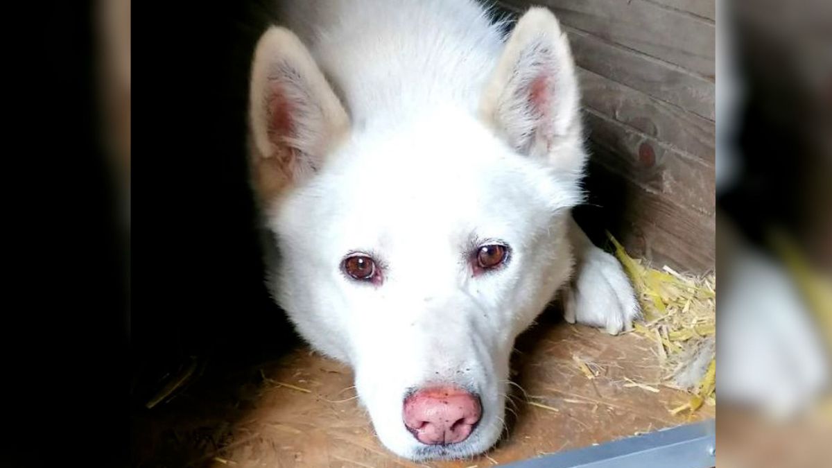 Husky Fozzie is al anderhalve maand zoek in de bossen rond Hoenderloo: 'Ik leef iedere dag in een na