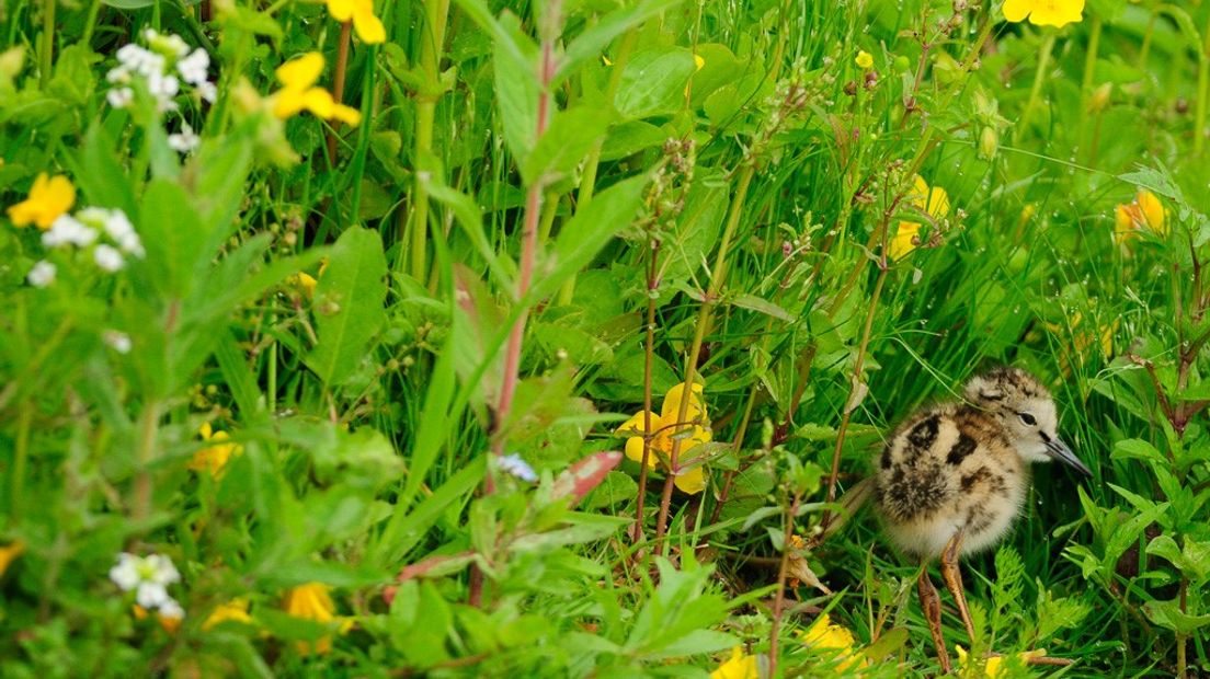 Een lentezonnetje en stijgende temperaturen... Met het voorjaar in aantocht is dit hét moment om op zoek te gaan naar weidevogels als de kievit, de wulp en de grutto. Het is genieten, want de weidevogels hebben het voorjaar in hun bol.