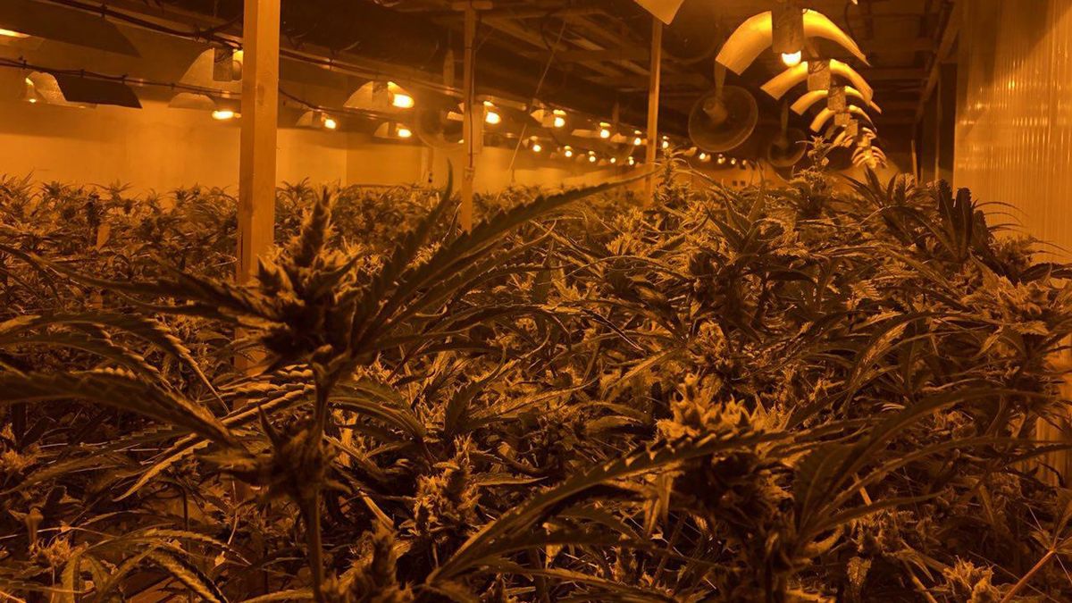 Hennepkwekerij met duizenden planten in oudhoofdkantoor Avebe RTV Noord