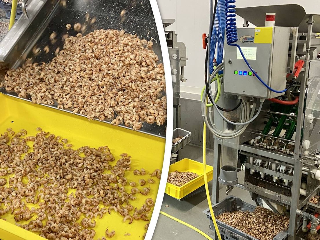 Gepelde garnalen uit de machine