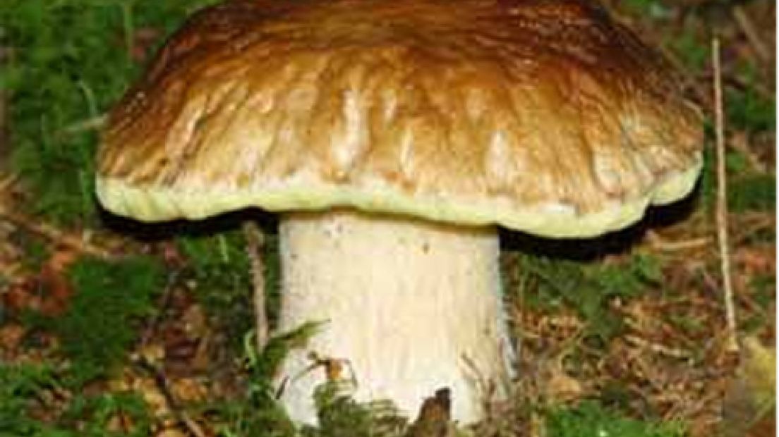 Man opgepakt voor plukken paddestoelen