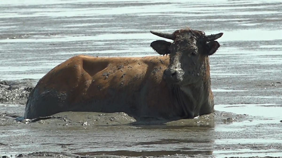Van wad geredde koe alsnog bezweken