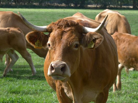 Franse koeien vinden een smakelijk thuis bij de boer van landgoed Rheebruggen