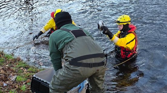 Meeuw gered uit gevaarlijke situatie in Wageningen