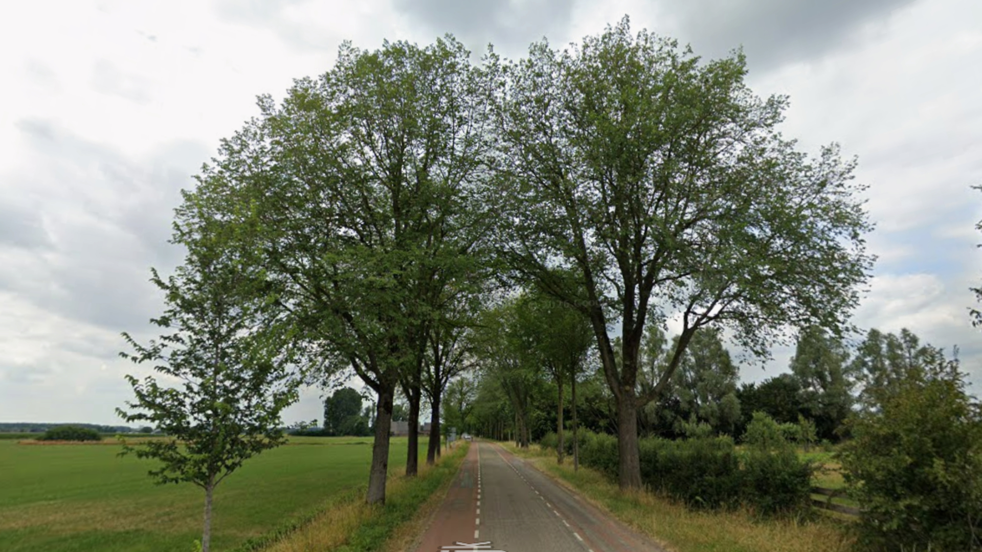 Bunnik kapt 105 zieke iepen langs de Achterdijk