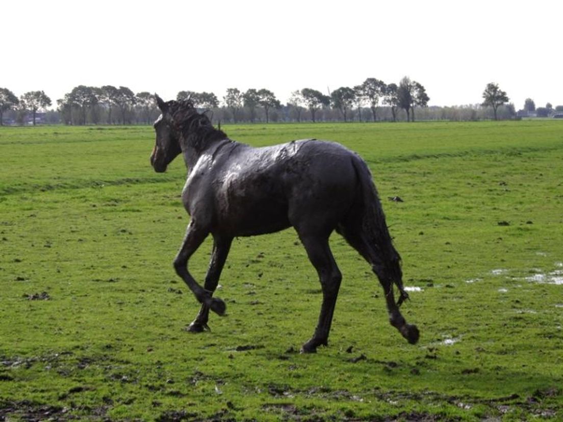 Paard_in_sloot_foto_Reinier_Breedveld_4