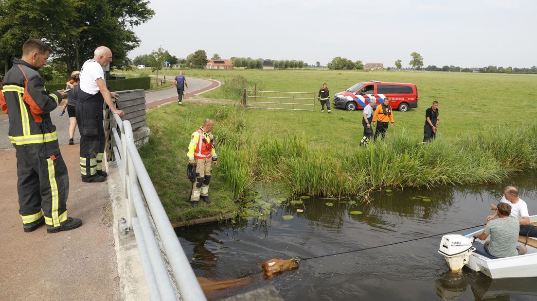 De koe zwemt (met behulp van het bootje) naar een geschikte plek om op land te worden getrokken