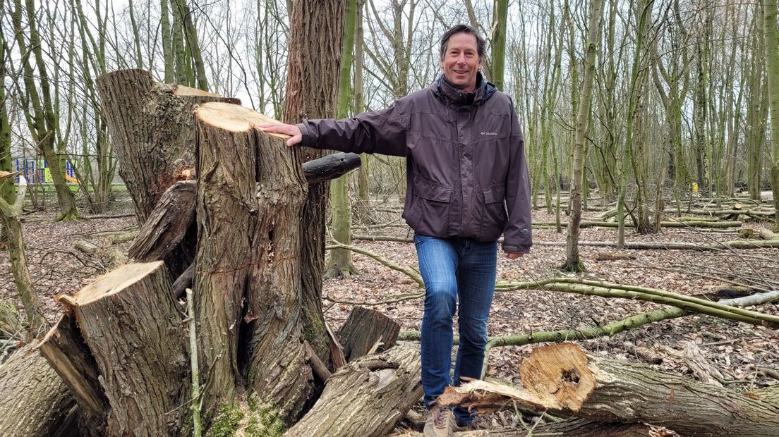 IVN-vrijwilliger Stef Strik laat een omgezaagde wilg zien