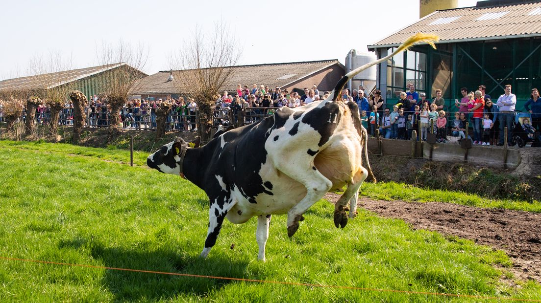 Ook de koeien waren blij dat ze weer de wei in mochten.