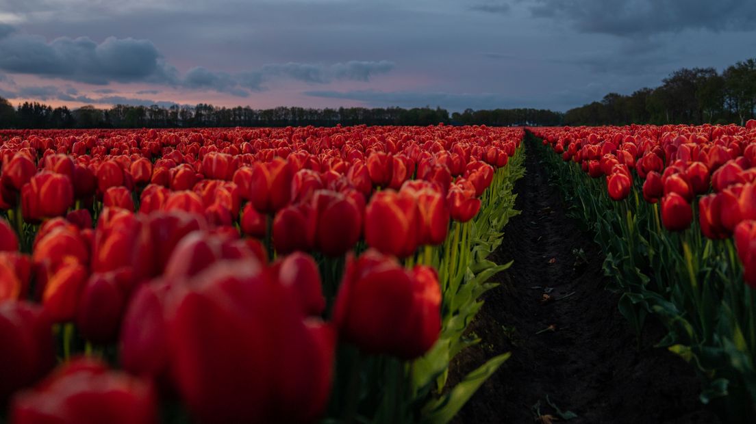 Tulpenpracht bij Nacht