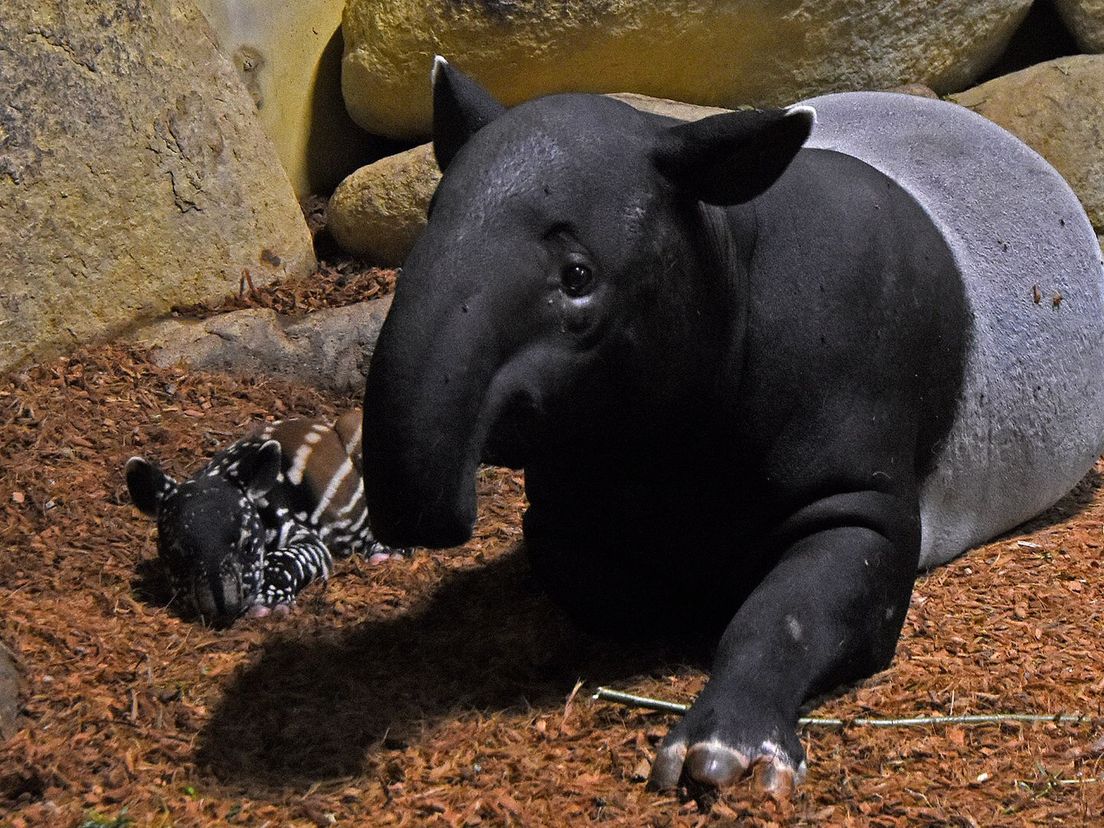 De jonge tapir naast moeder Pooh