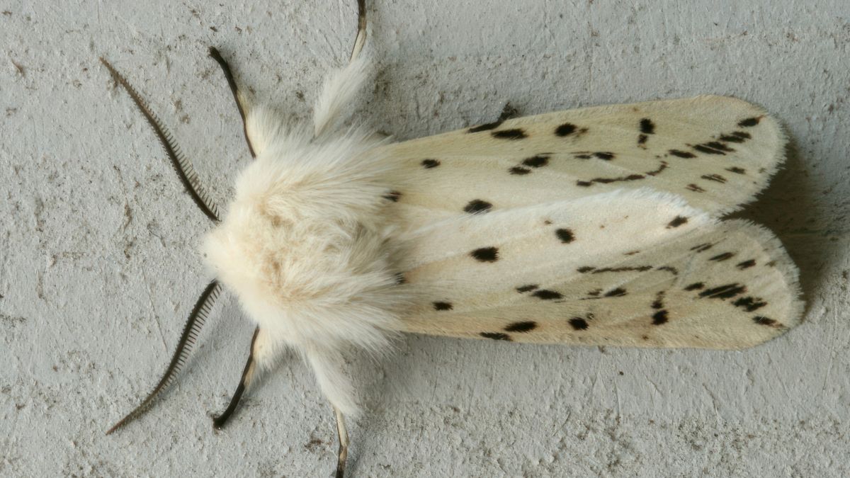 Agendatip: Op zoek naar de witte tijger bij Drouwen