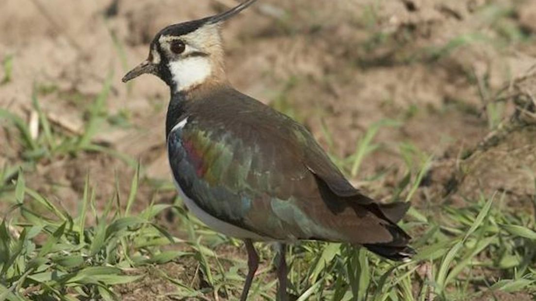 Weide- en akkervogels