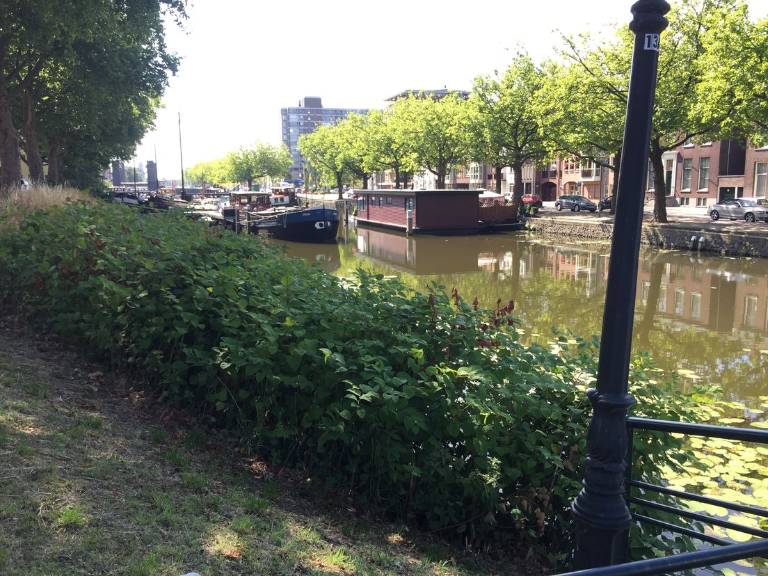 De Japanse Duizendknoop rukt op in Schiedam