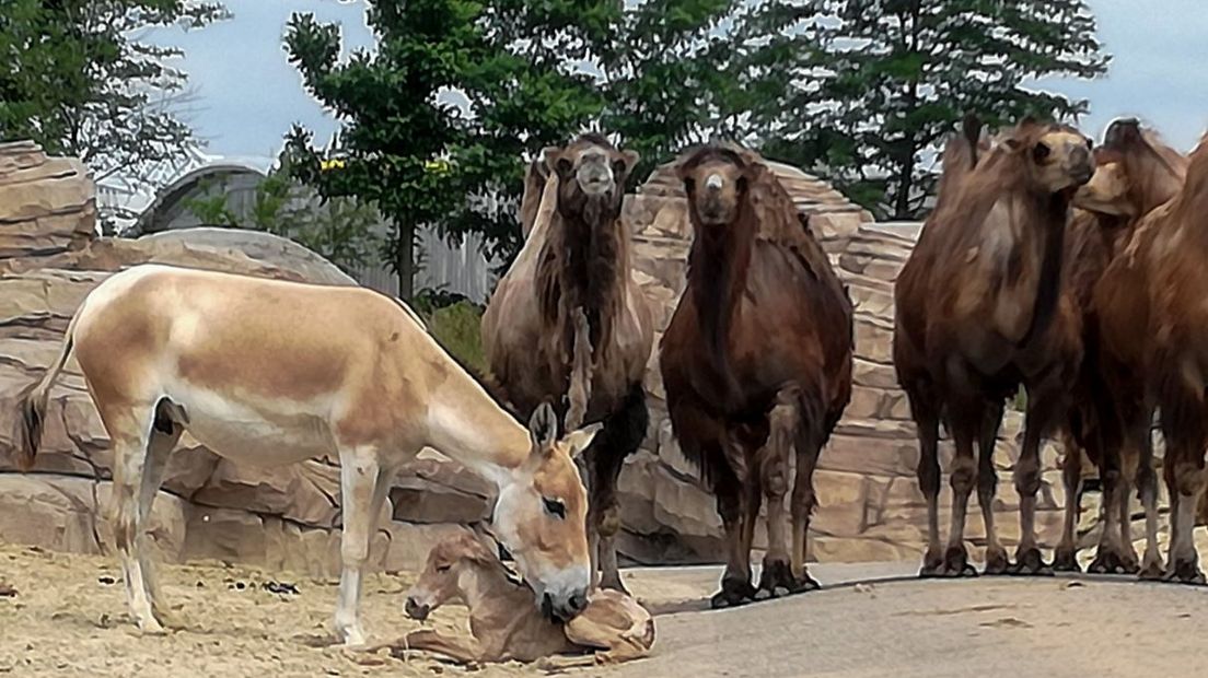 Onager geboren in Wildlands (Rechten: Wildlands Adventure Zoo)